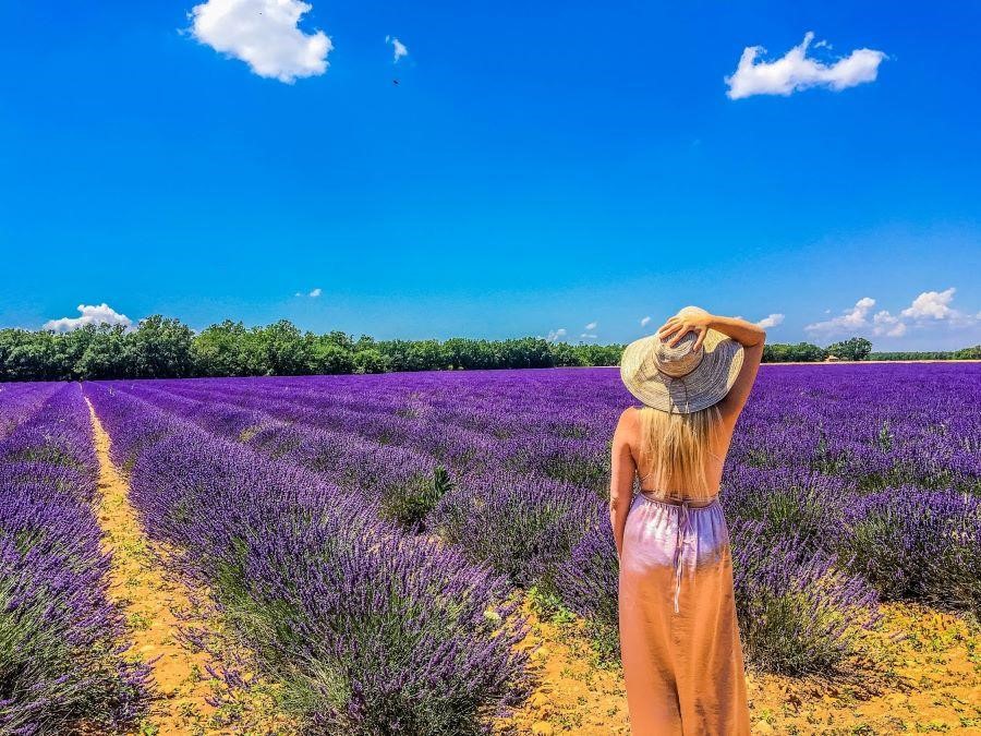 Khám phá mùa hoa Lavender khi đi du lịch Châu Âu