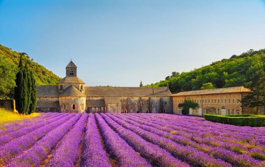 Khám phá mùa hoa Lavender khi đi du lịch Châu Âu
