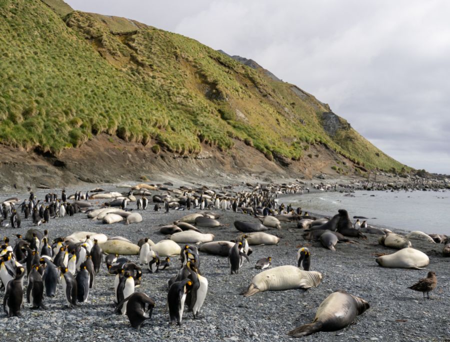 Hòn đảo Macquarie tập trung rất nhiều các loài động vật tự nhiên sống và sinh sản