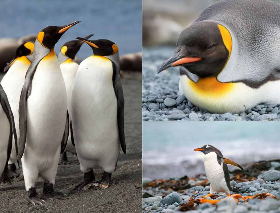 Chim cánh cụt trên đảo Macquarie có chim cánh cụt trên đảo có phần lông dày, lớp mỡ dày, giúp giữ ấm cơ thể một cách tốt nhất