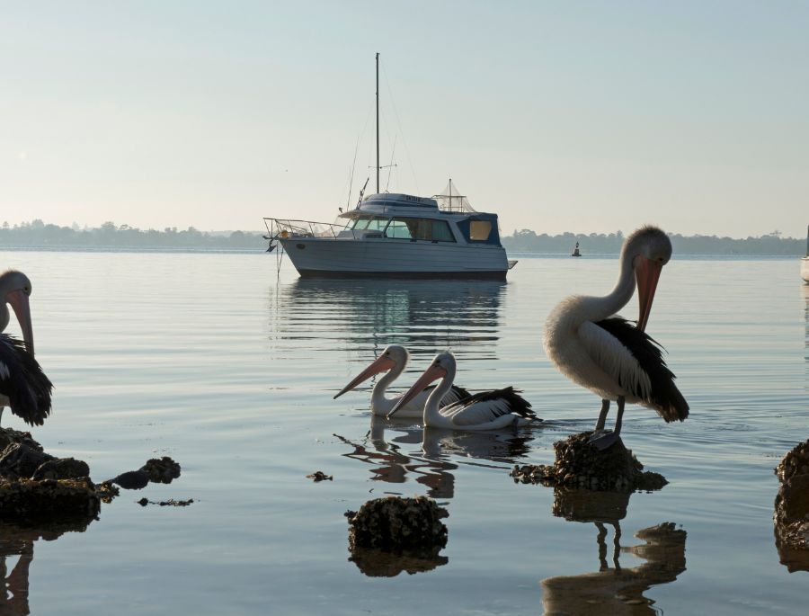 Các loài chim biển sinh sống và kiếm ăn tại khu vực đảo