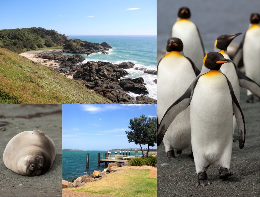 Khung cảnh bình yên của đảo Macquarie khi vẫn giữ được vẻ đẹp tự nhiên