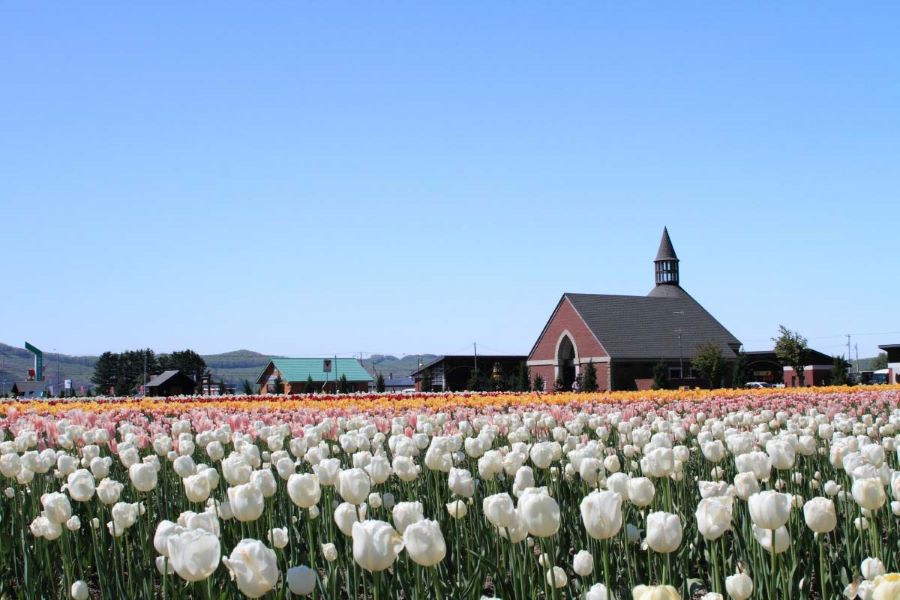 Vườn hoa Tulip Kamiyubetsu đẹp ngất ngay tại Nhật Bản