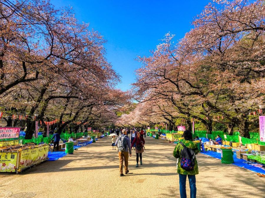 Công viên Yoyogi địa điểm ngắm hoa anh đào lý tưởng khu vực Tokyo