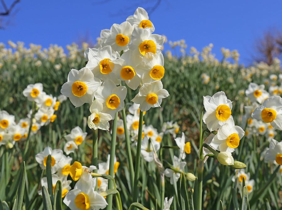 Khám phá khung cảnh thiên nhiên tuyệt đẹp tại Mother Farm của Nhật Bản