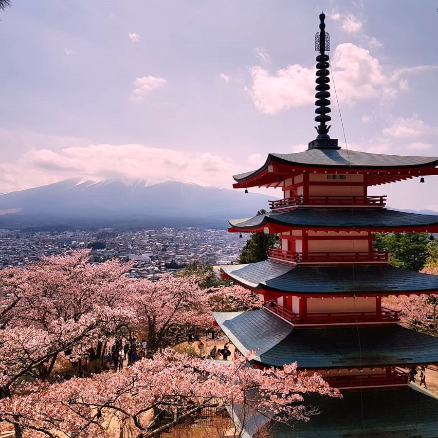 Thưởng ngoạn mùa xuân tại Chùa Chureito