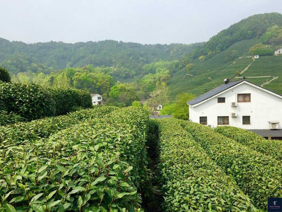Không khí trong lành và yên bình tại Đồn điền trà Long Tỉnh