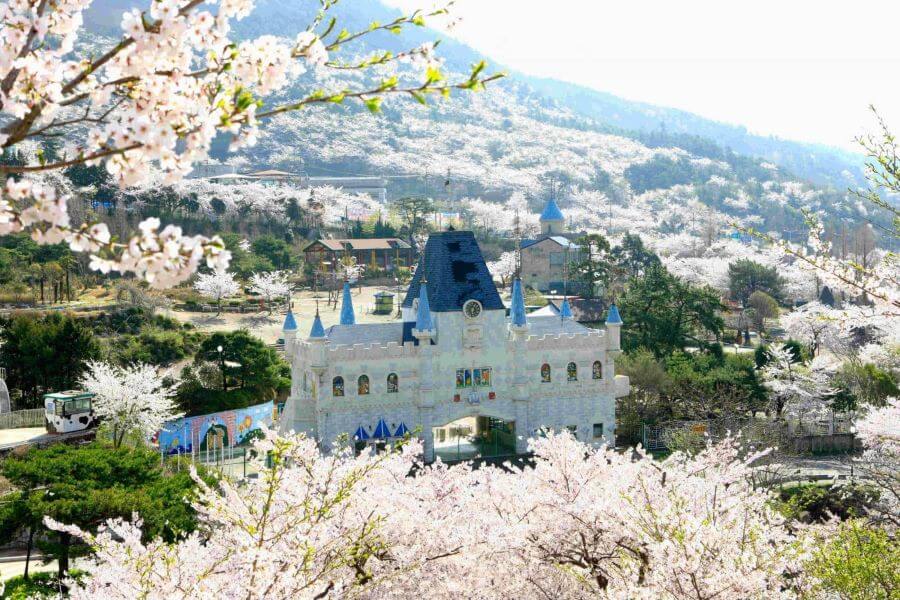 Lâu đài Jinhae còn là một điểm ngắm hoa anh đào tuyệt đẹp tại thành phố Jinhae