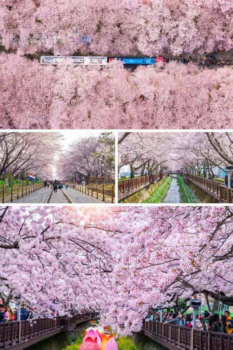 Jinhae với những con đường hoa anh đào trải dài bất tận, đã trở thành một trong những điểm đến lãng mạn nhất Hàn Quốc