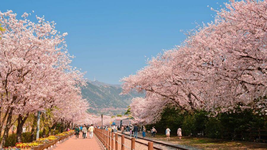 Jinhae từ lâu đã được biết đến như 