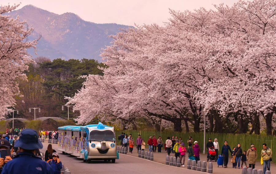 Lễ hội hoa anh đào Jinhae là một trong những lễ hội lớn nhất và đẹp nhất Hàn Quốc