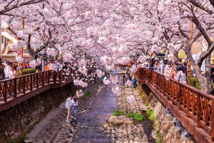 Suối Yeojwacheon được xem là biểu tượng của lễ hội hoa anh đào Jinhae