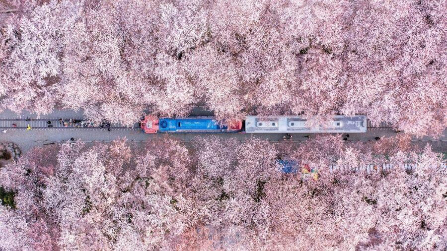 Điều làm nên sự đặc biệt của ga Gyeonghwa chính là con đường hoa anh đào dài khoảng 800 mét chạy dọc theo đường ray xe lửa