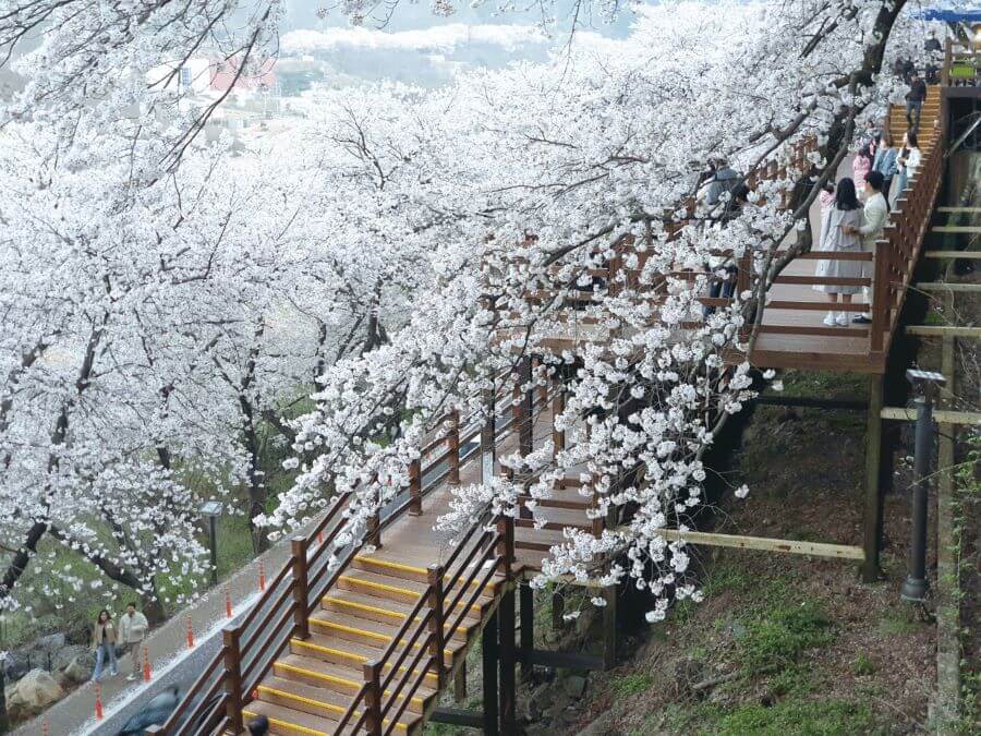 Một trong những điểm đặc biệt của công viên núi Jehwang là cầu thang Ilnyeon Gyedan, với 365 bậc thang tượng trưng cho 365 ngày trong năm