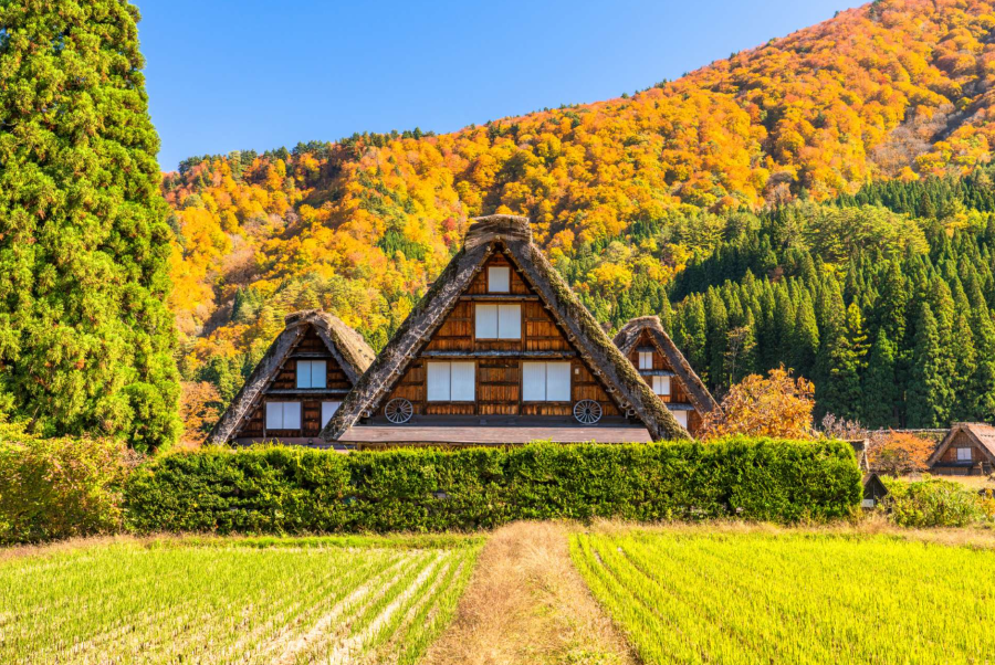 Những ngôi nhà cổ nằm san sát nhau, xen kẽ là những mảng xanh của cây cối, tạo nên khung cảnh bình yên. 