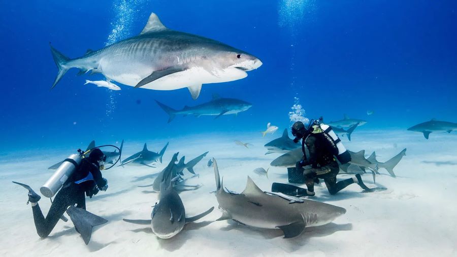 Bơi cùng cá mập hứa hẹn sẽ là một trải nghiệm vô cùng thú vị và đáng nhớ tại Maldives