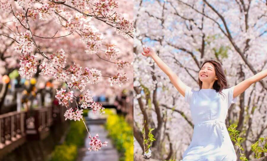 Mùa xuân là thời điểm tuyệt vời để thưởng thức hoa anh đào tuyệt đẹp