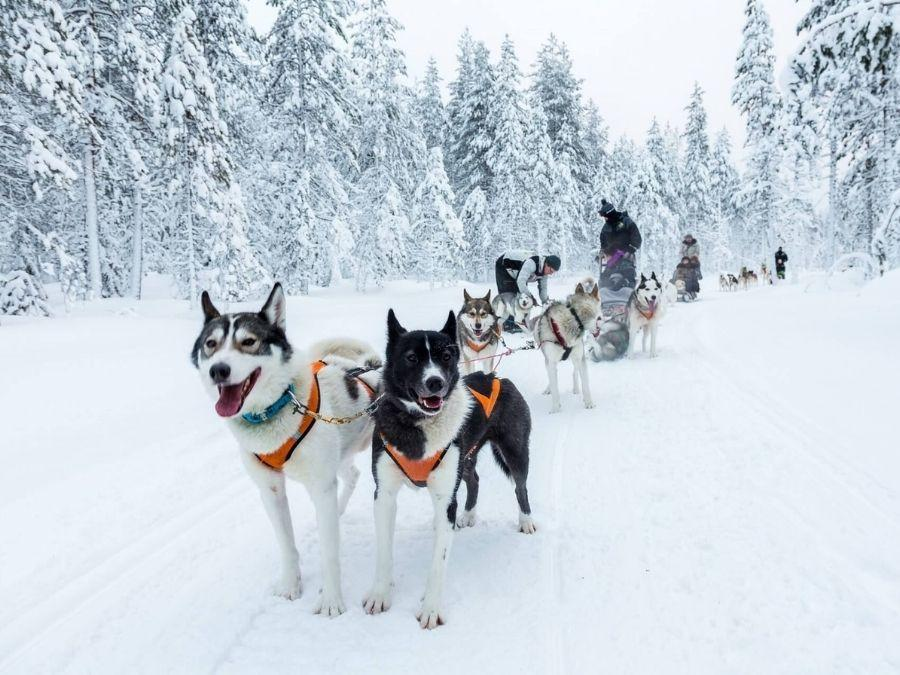 Những cỗ xe được kéo bởi những chú chó Husky dũng mãnh tại Lapland