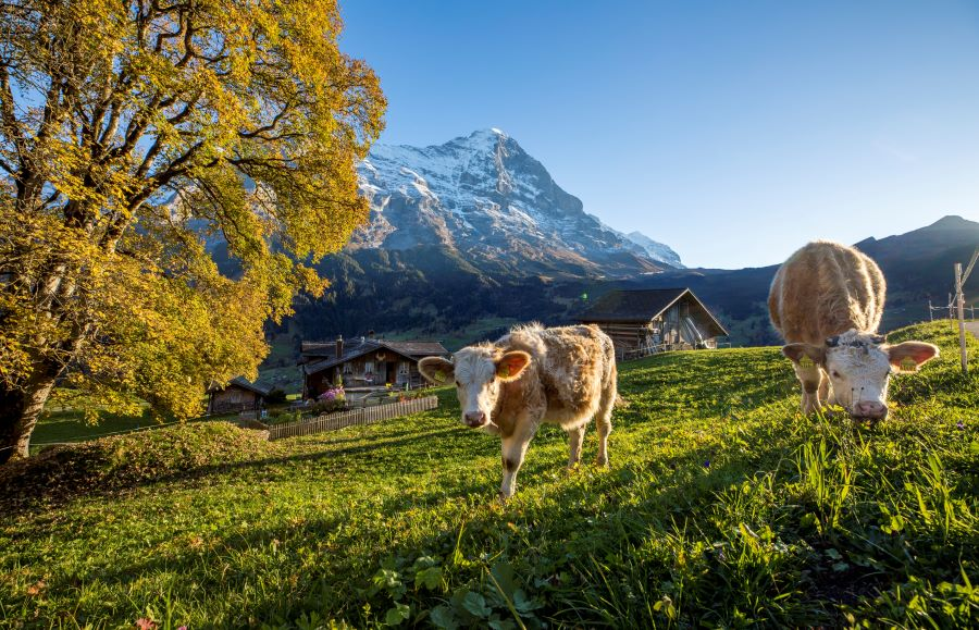 Làng Grindelwald là điểm dừng chân tuyệt vời dành cho những ai yêu thích thiên nhiên