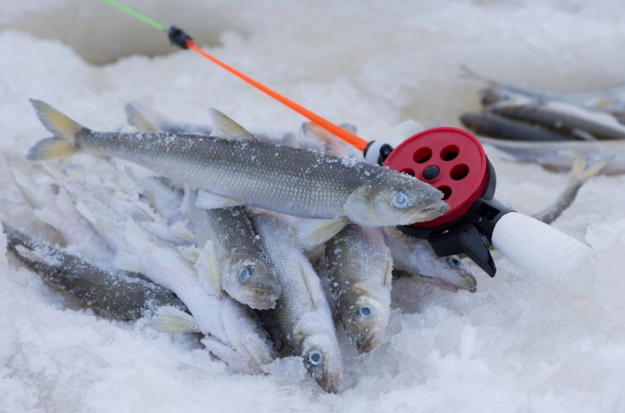Câu cá trên băng - Một trong những trải nghiệm độc đáo khi đi du lịch Nhật mùa đông