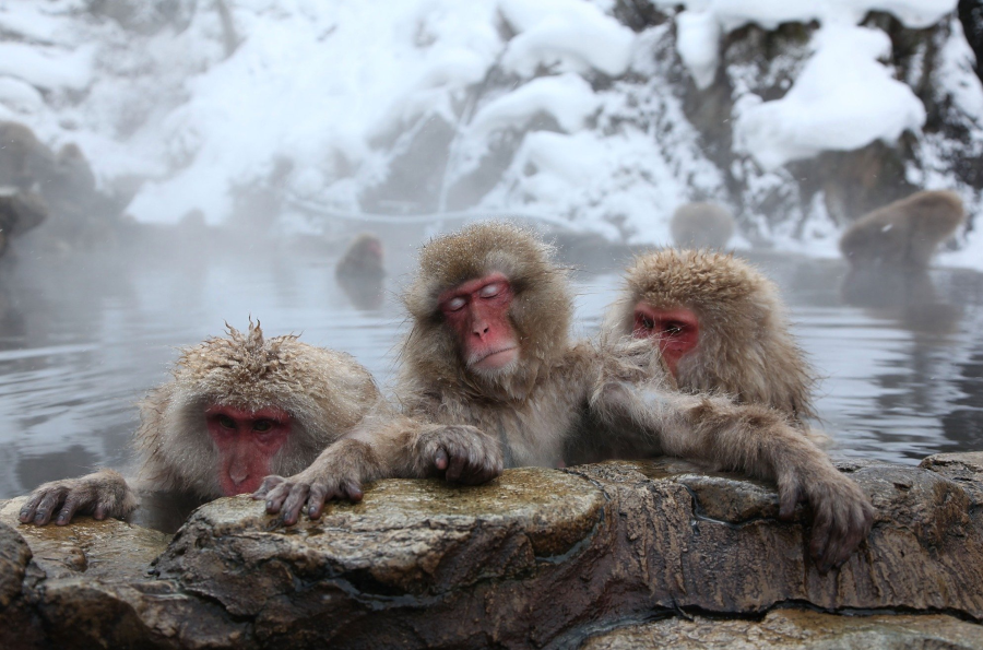 Công viên khỉ tuyết Jigokudani ở Nagano là một điểm đến thú vị, luôn thu hút du khách khi đi Nhật Bản vào mùa đông