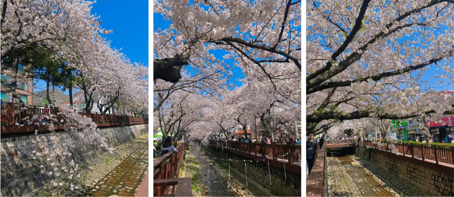 Lễ hội hoa anh đào Jinhae Gunhangje được tổ chức vào thời điểm hoa anh đào nở rộ nhất, thu hút hàng triệu du khách đến tham quan