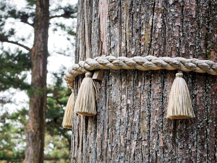 Shimenawa cũng đóng vai trò quan trọng trong các nghi lễ truyền thống của người Nhật