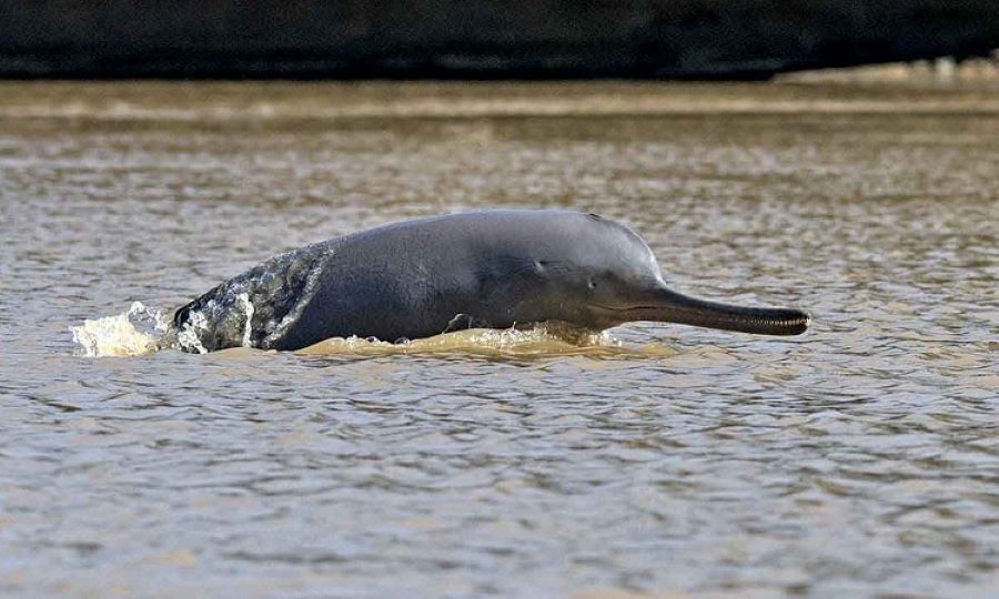Lượng cá heo trên sông Hằng ngày một giảm đi