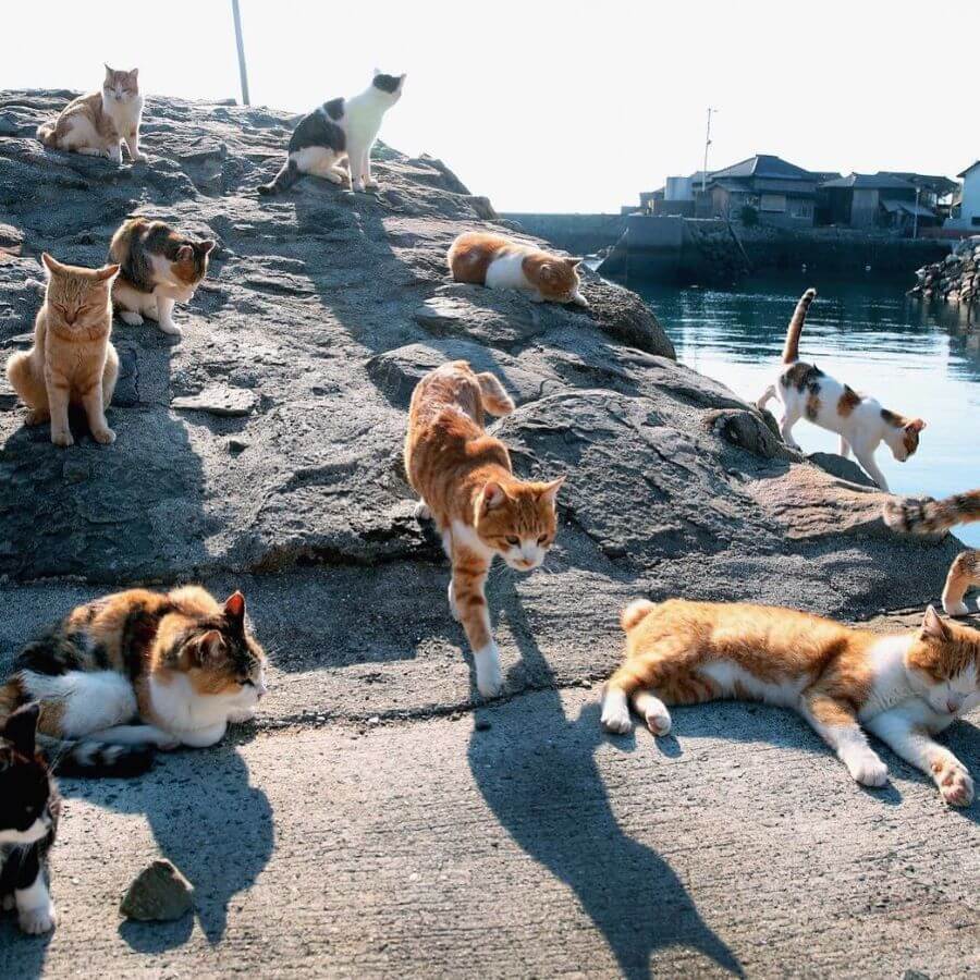 Tashirojima sở hữu khung cảnh thiên nhiên tuyệt đẹp với bầu không khí trong lành, dễ chịu