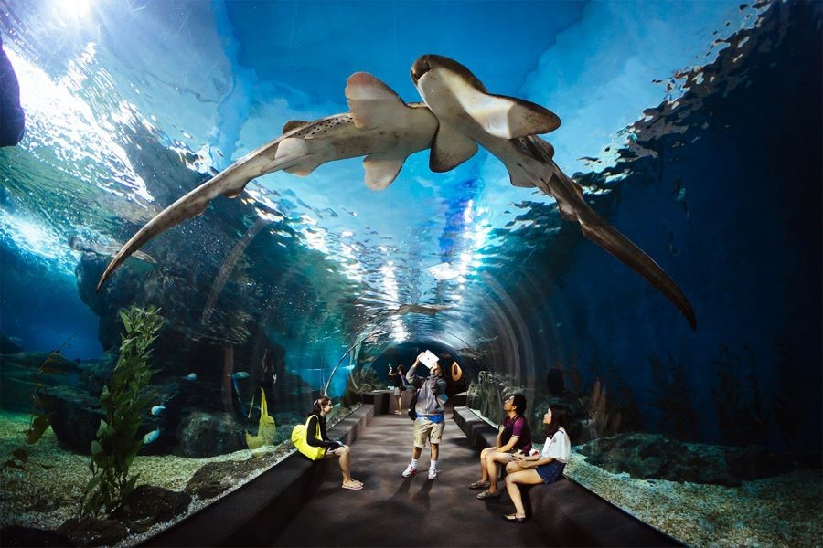 Thuỷ Cung S.E.A Aquarium Singapore - Một trong những thủy cung lớn nhất trên thế giới