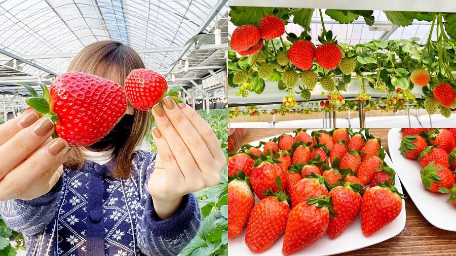 Hàn Quốc vô cùng nổi tiếng với những trái dâu tươi và 