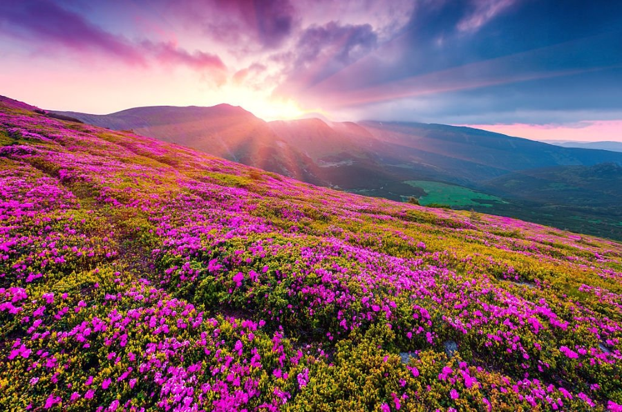 Thung lũng hoa Uttaranchal sở hữu vẻ đẹp ngoạn mục khiến những du khách yêu thiên nhiên “say như điếu đổ”