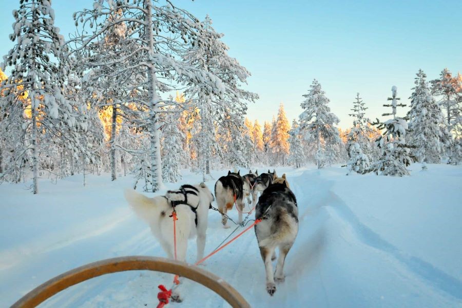 Đừng bỏ qua cơ hội cưỡi xe cùng những chú chó Husky đáng yêu tại Lapland nhé 