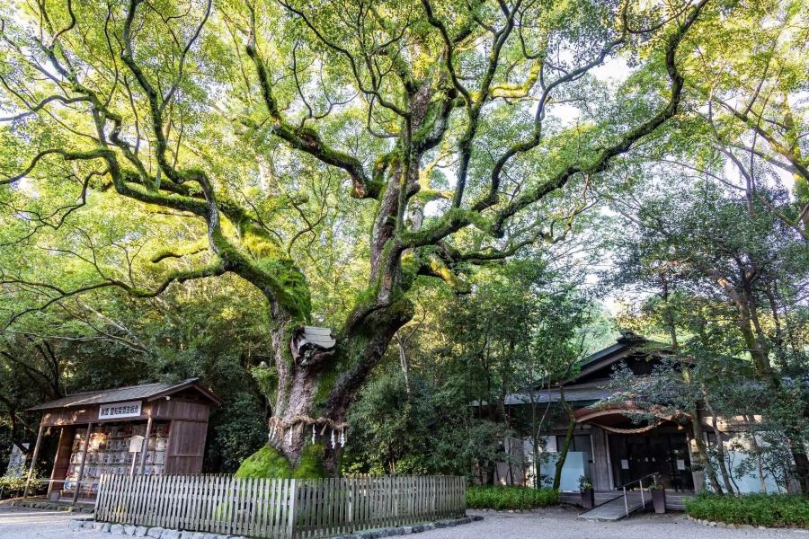 Những cái cây Sakaki được trồng quanh một ngôi đền, tạo ra một hàng rào linh thiêng để bảo vệ không gian thanh tịnh bên trong