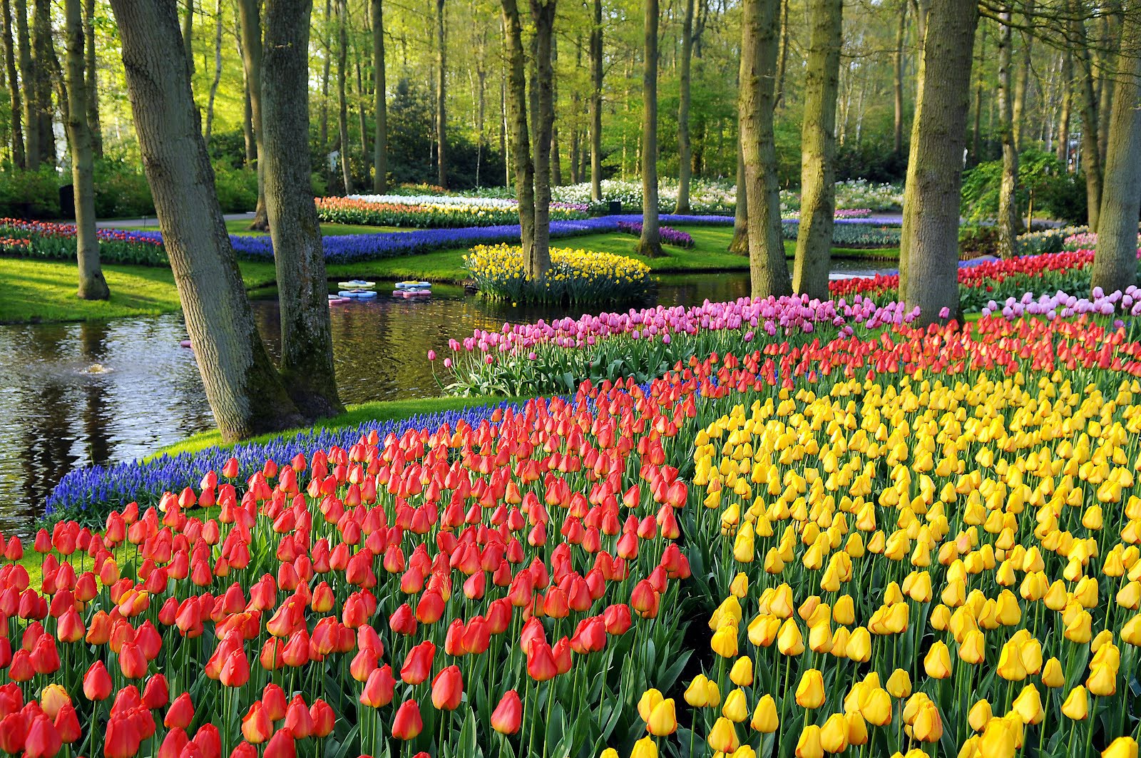 Khám phá "khu vườn cổ tích" Keukenhof đầy hoa Tulip 