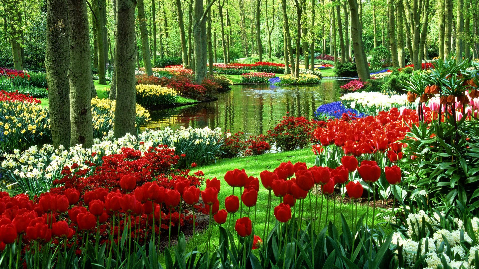 Khám phá "khu vườn cổ tích" Keukenhof đầy hoa Tulip 