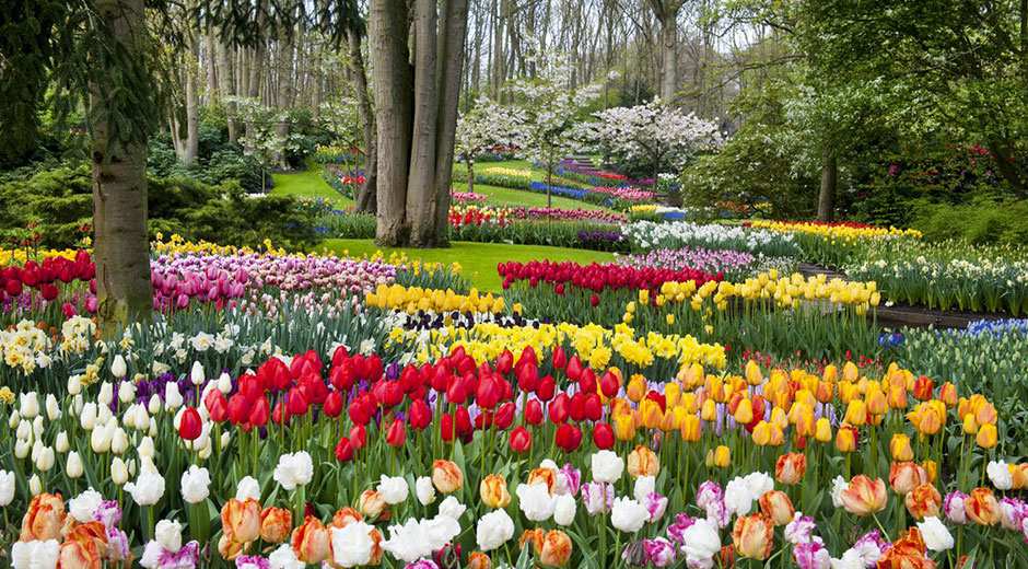 Khám phá "khu vườn cổ tích" Keukenhof đầy hoa Tulip 