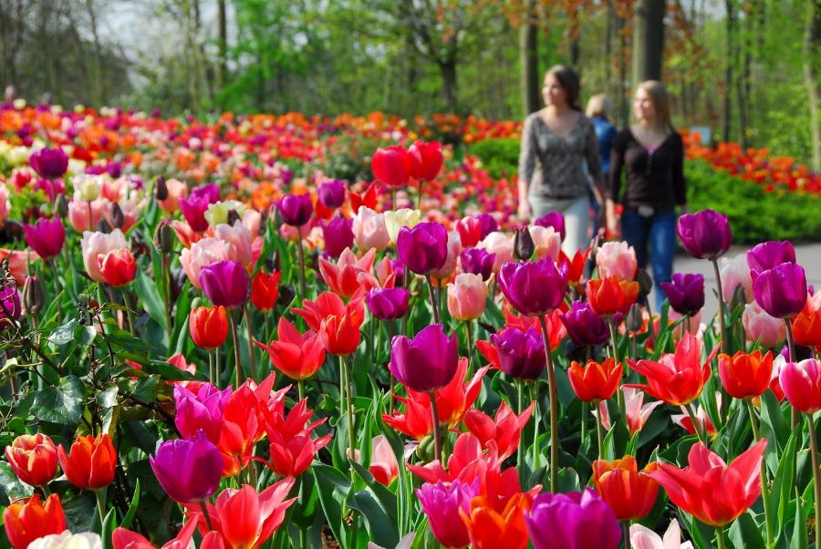 Những bông hoa tulip đang vào mùa nở rộ