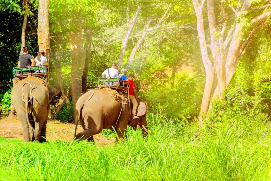 Khu Bảo Tồn Voi Mae Taeng với những chú voi thân thiện