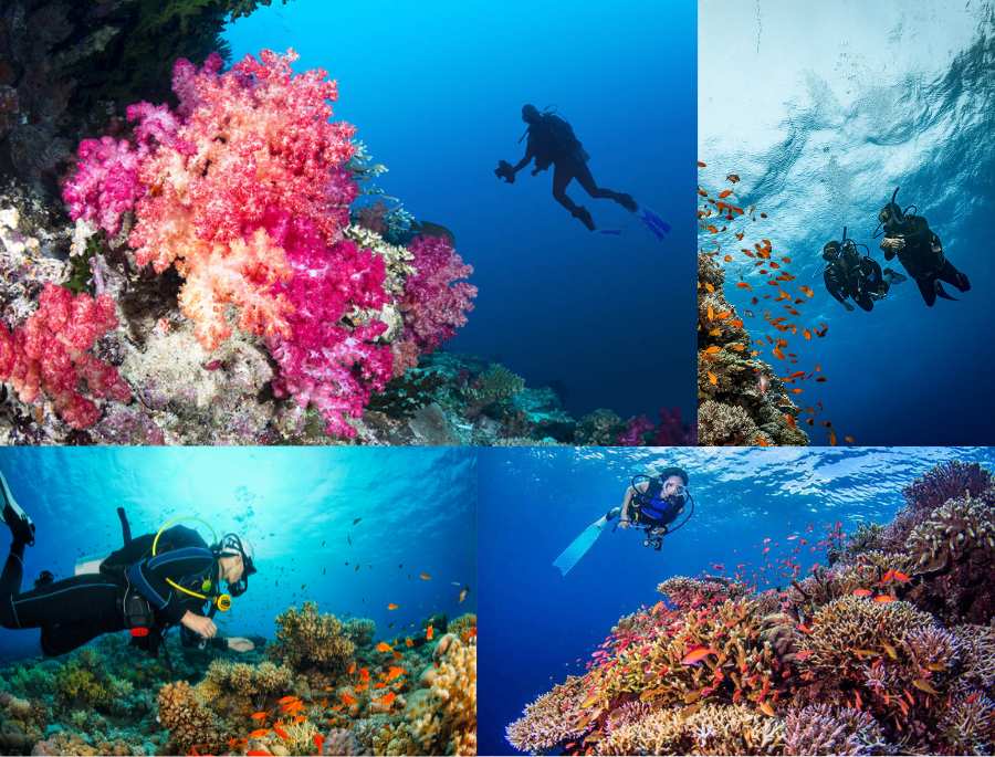  Lặn biển ngắm san hô tại úc là một trải nghiệm vô cùng hấp dẫn