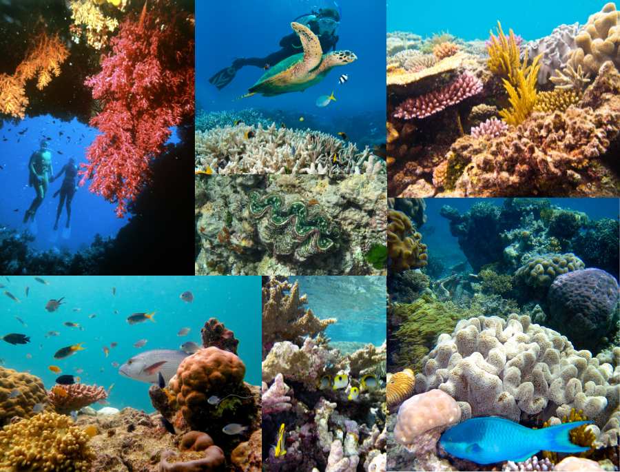 Việc sở hữu thể lực tốt sẽ giúp bạn kiểm soát được việc lặn ngắm san hô một cách tốt hơn