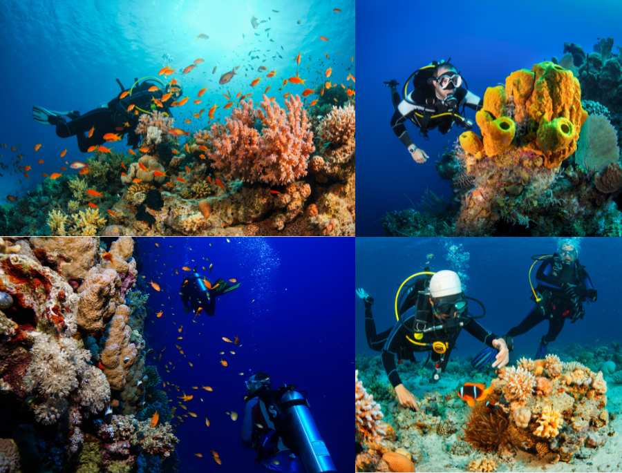 Các trải nghiệm hấp dẫn dưới nước dành cho những người yêu thích môn lặn biển