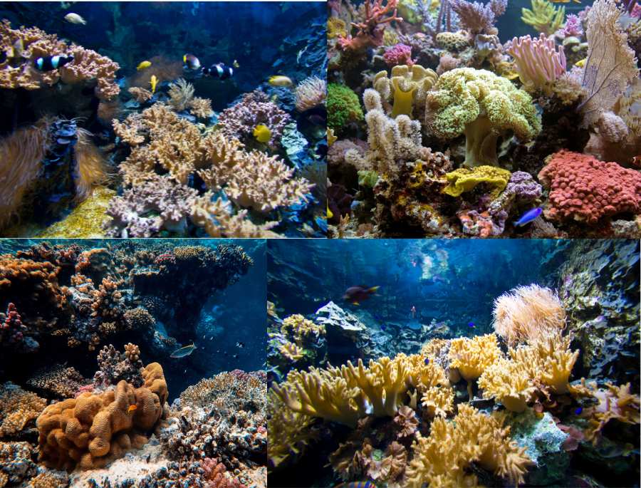 Khung cảnh tuyệt đẹp của các rặng san hô tại nước úc