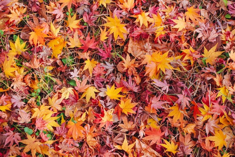 Những con đường được trải đầy lá đỏ ở Nhật Bản