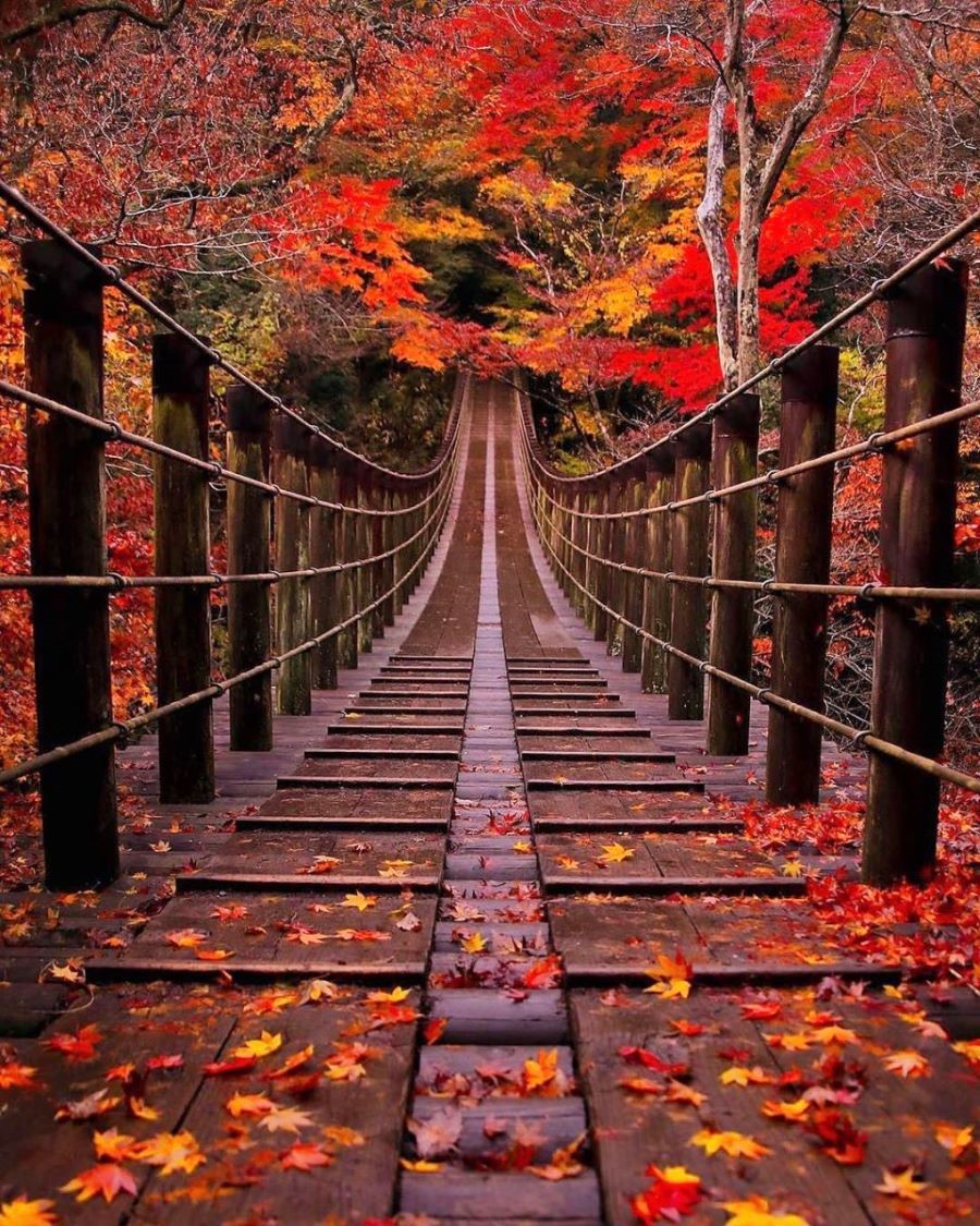 Khung cảnh tuyệt đẹp của Nhật Bản khi vào mùa lá đỏ