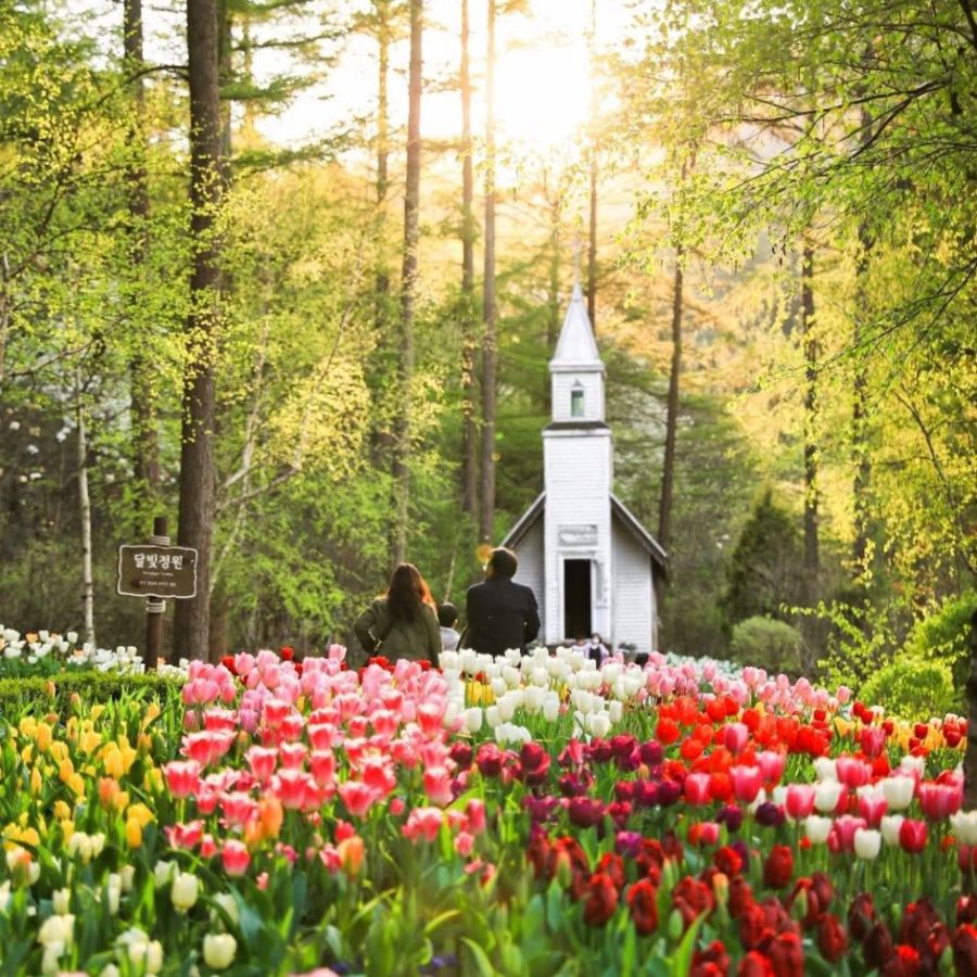 Đắm chìm vào khung cảnh lãng mạn của Morning Calm