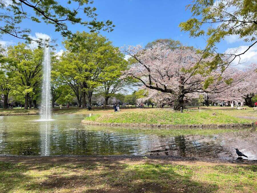Vẻ đẹp của Công viên Yoyogi đến từ sự kết hợp hài hòa giữa không gian thiên nhiên rộng lớn và những hoạt động thú vị