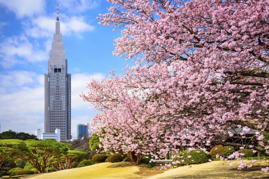 Shinjuku Gyoen không chỉ là một địa điểm du lịch Tokyo mà còn là một không gian thư giãn lý tưởng cho người dân địa phương