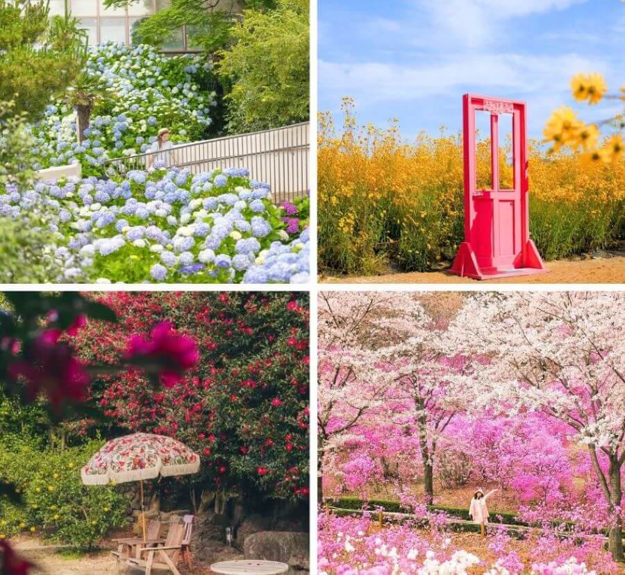 Lạc lối trước vẻ đẹp những cánh đồng hoa tại Hàn Quốc