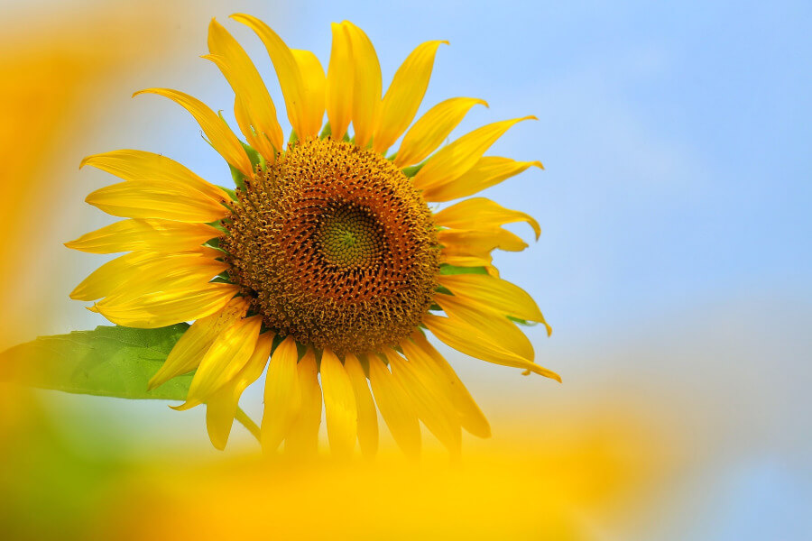 Taebaek vào mùa hè như khoác lên mình chiếc áo vàng rực rỡ của những cánh đồng hoa hướng dương bát ngát